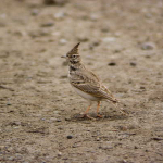 Galerida cristata