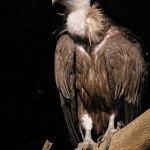 Gyps fulvus