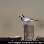 Motacilla alba