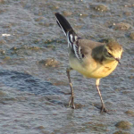 Motacilla citreola