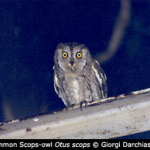 Otus scops