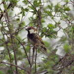 Passer hispaniolensis