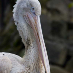 Pelecanus crispus