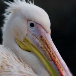 Pelecanus onocrotalus