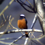 Phoenicurus erythrogaster