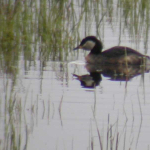 Podiceps grisegena