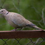 Streptopelia decaocto