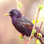 Sturnus vulgaris