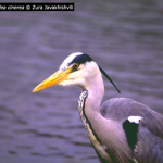 Ardea cinerea