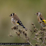 Carduelis carduelis