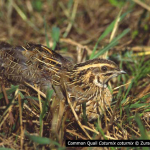 Coturnix coturnix