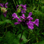 Betonica macrantha