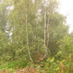 Betula litwinowii 