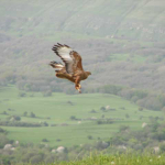 Buteo buteo