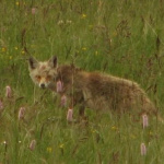 Vulpes vulpes