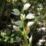 Cephalantera damasonianum