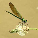 Calopteryx splendens