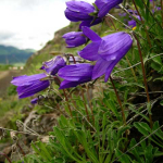 Campanula aucheri 