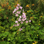 Campanula latifolia 