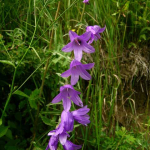 Campanula rapunculoides 