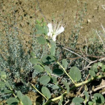 Capparis spinosa 