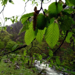 Carpinus caucasica