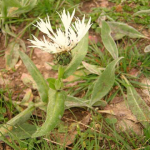 Centaurea cheiranthifolia