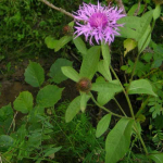 Centaurea salicifolia 