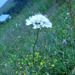 Cephalaria gigantea