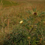 Cirsium obvallatum