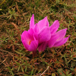 Colchicum speciosum 