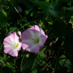 Convolvulus arvensis 