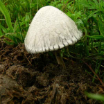 Coprinus atramentarius