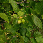 Corylus avellana 