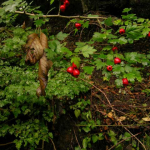 Crataegus monogyna