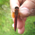 Crocothemis erythraea