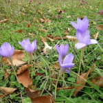 Crocus adamii 