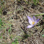 Crocus speciosus 