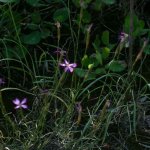 Dianthus sp