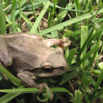 Hyla arborea