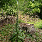 Digitalis ferruginea 