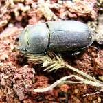 Dorcus parallelipipedus