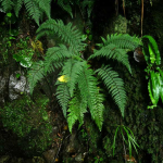 Polystichum sp