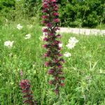 Echium rubrum