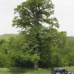 Fagus orientalis