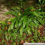 Phyllitis scolopendrium