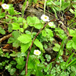 Fragaria viridis