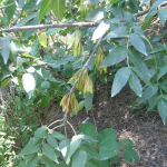 Fraxinus excelsior 