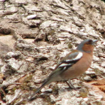 Fringilla coelebs