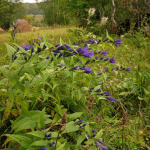 Gentiana schisticalyx